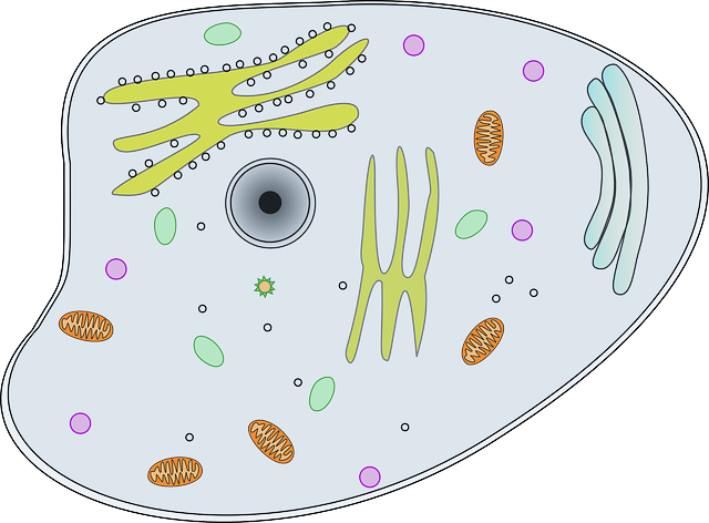 कोशिका (cell)