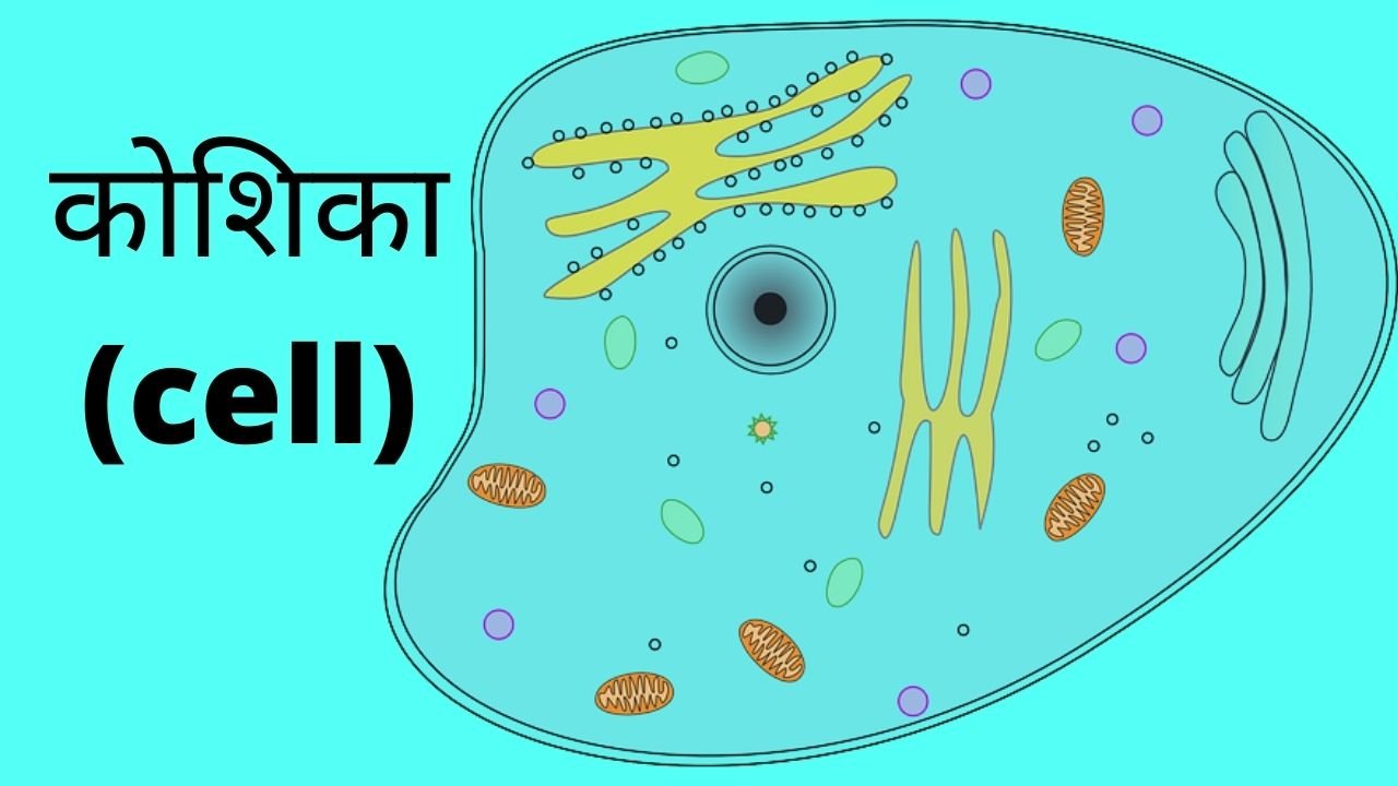 कोशिका (cell)